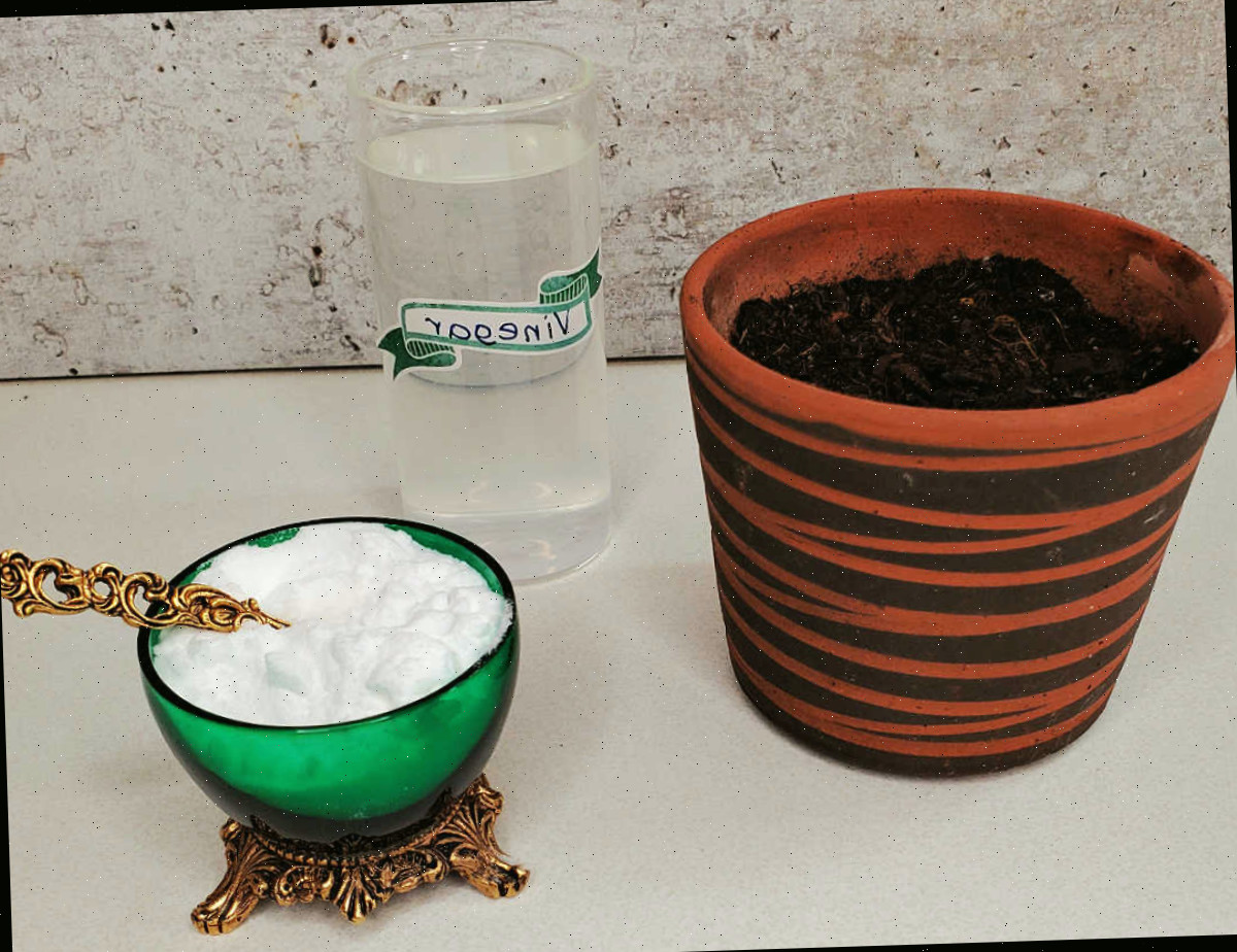 Um recipiente de vinagre, uma tigela de bicarbonato de sódio e terra em um vaso para um teste de solo com bicarbonato.