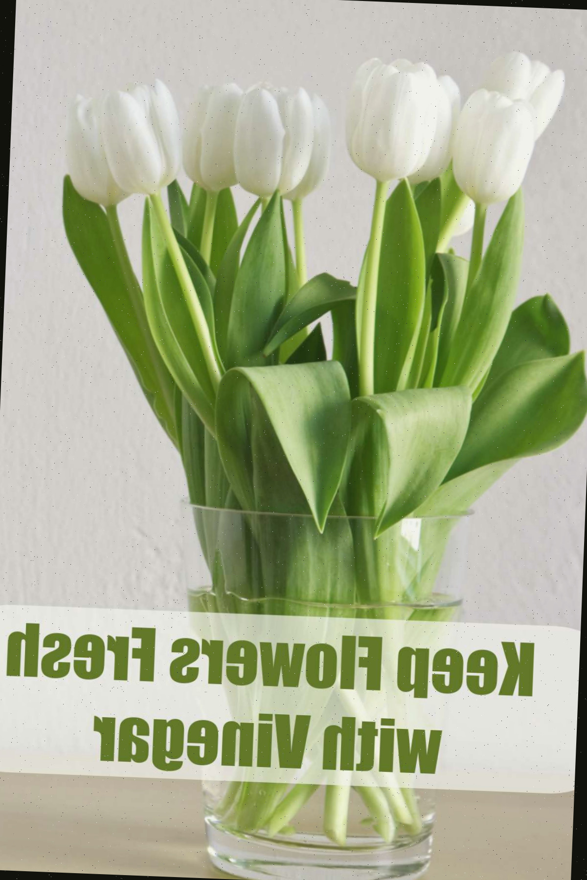 Aprenda como manter flores frescas com Vinagre. Vaso de tulipas brancas com palavras Mantenha as Flores Frescas com Vinagre.