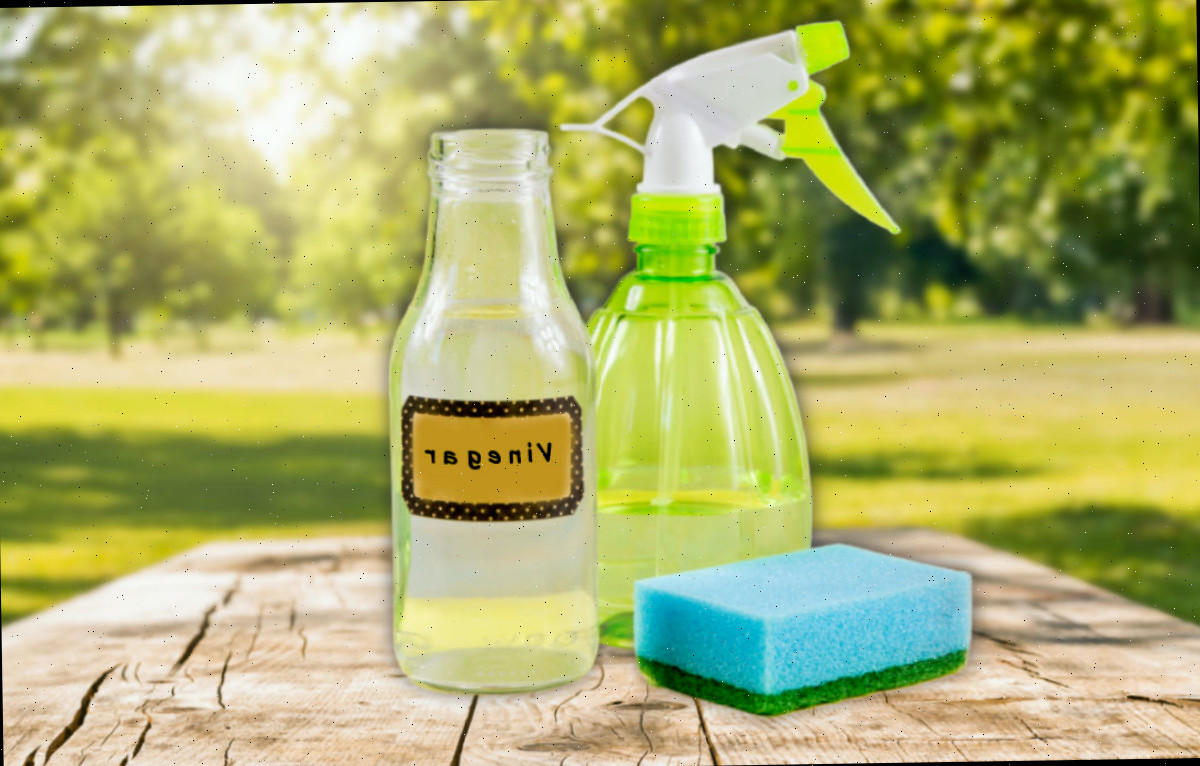 Vinagre, borrifador e esponja para preparar um spray repelente de esquilos no jardim.