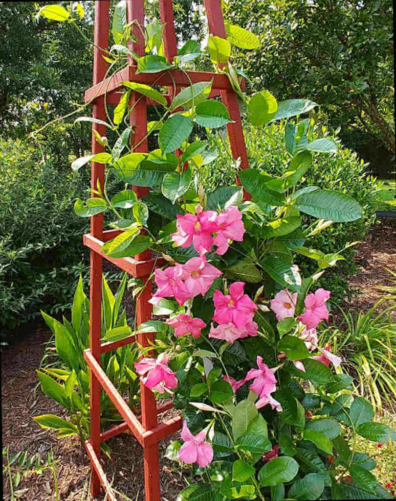 Mandevilla crescendo em um obelisco. Vinhas de mandevilla subindo em um obelisco de madeira para jardim.