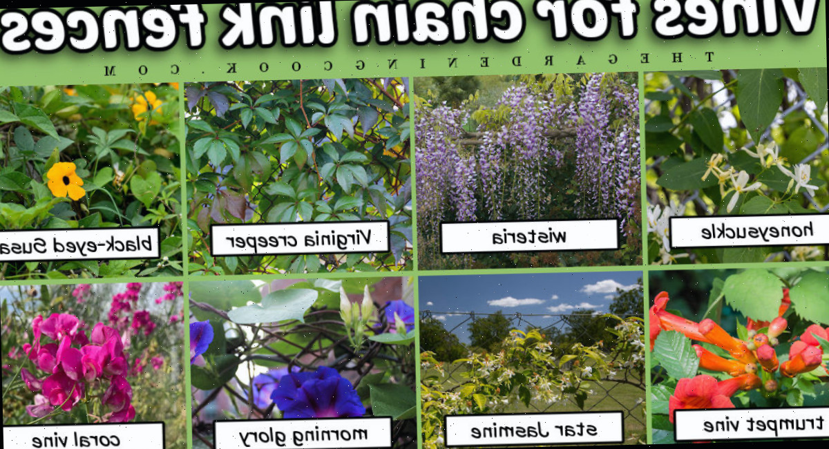 Trepadeiras para cercas de malha com imagens e nomes de trepadeiras floridas e de crescimento acelerado.