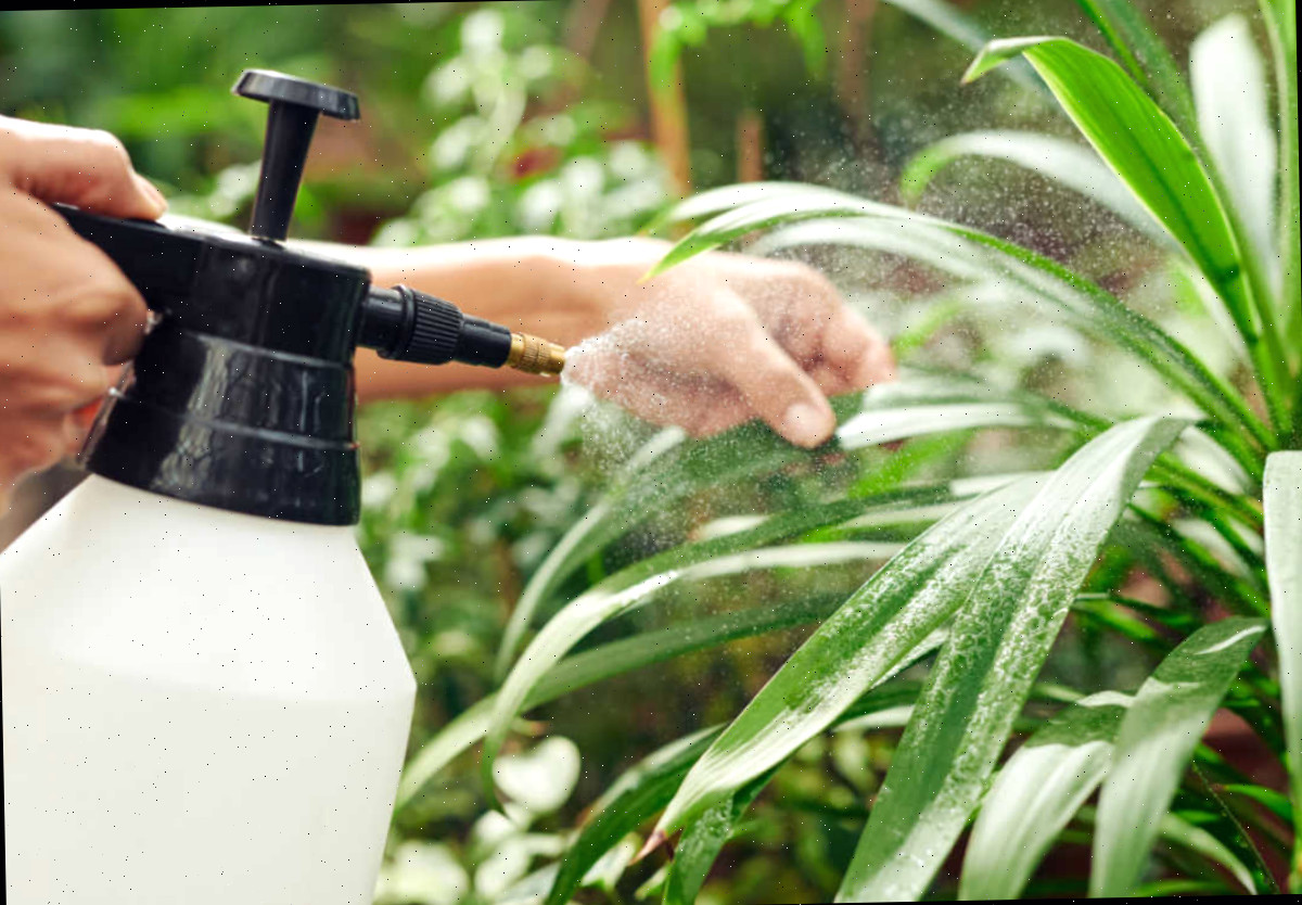 lavando uma planta Prato com pulverizador, lavando uma planta.