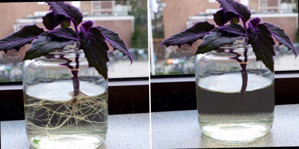 Enraizamento de estacas de planta de paixão roxa na água em um peitoril de janela.