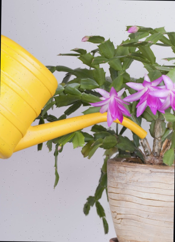 Hidratando um cacto de Ação de Graças. Um regador amarelo molhando um cacto caranguejo em flor.