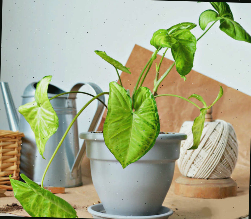 Hora de regar a planta sete-léguas