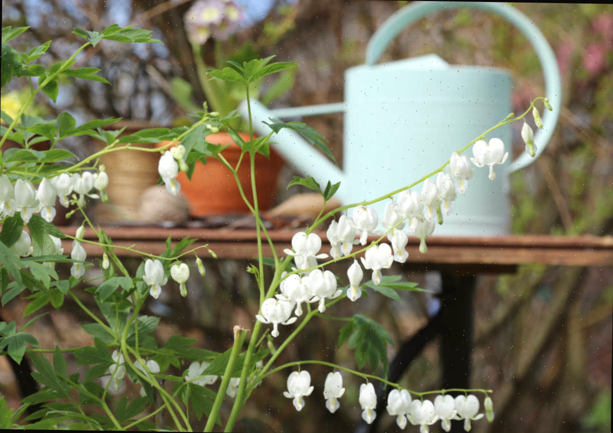 Um regador branco sobre uma mesa com vasos de jardim ao lado de flores brancas de coração-sangrento.