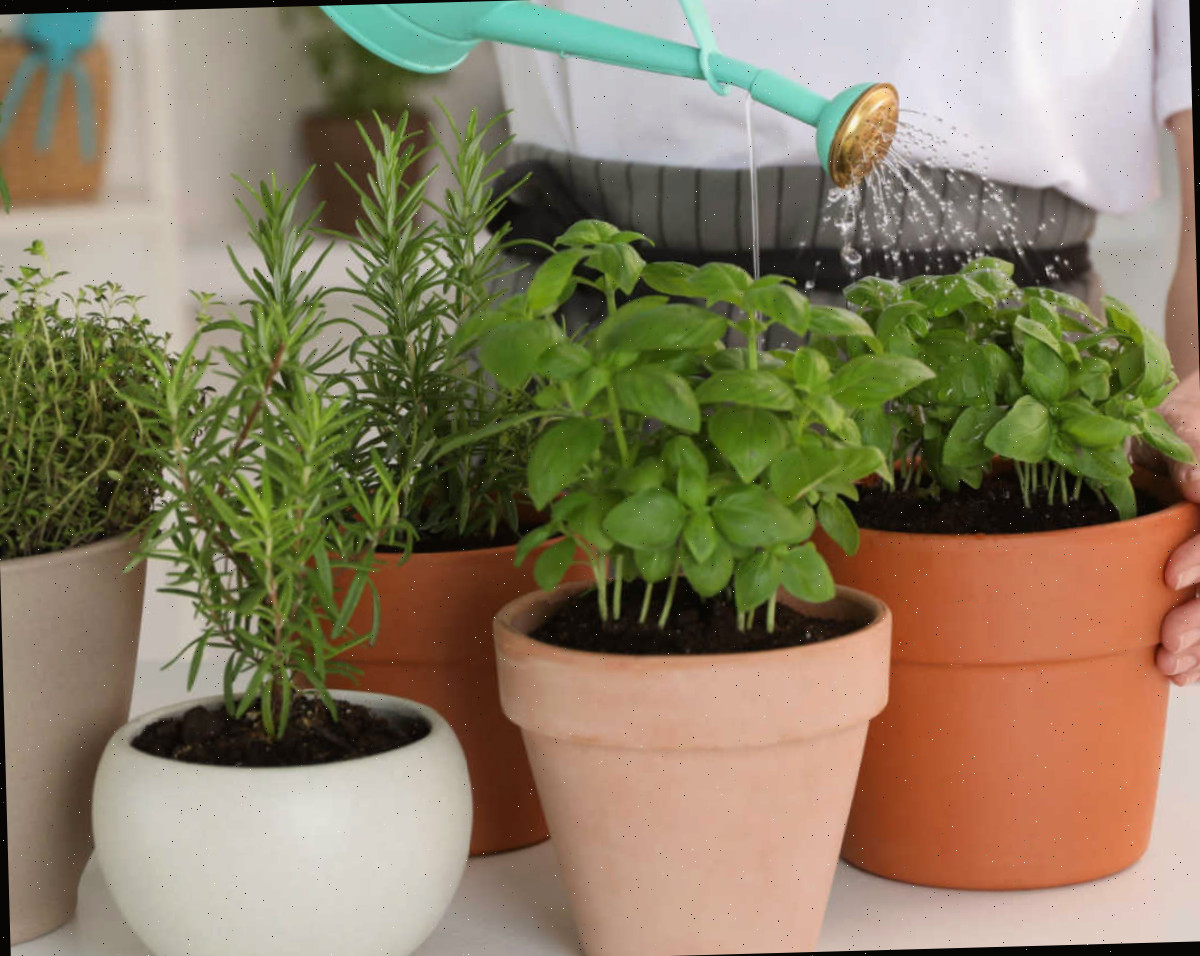 Regando um jardim de ervas indoor