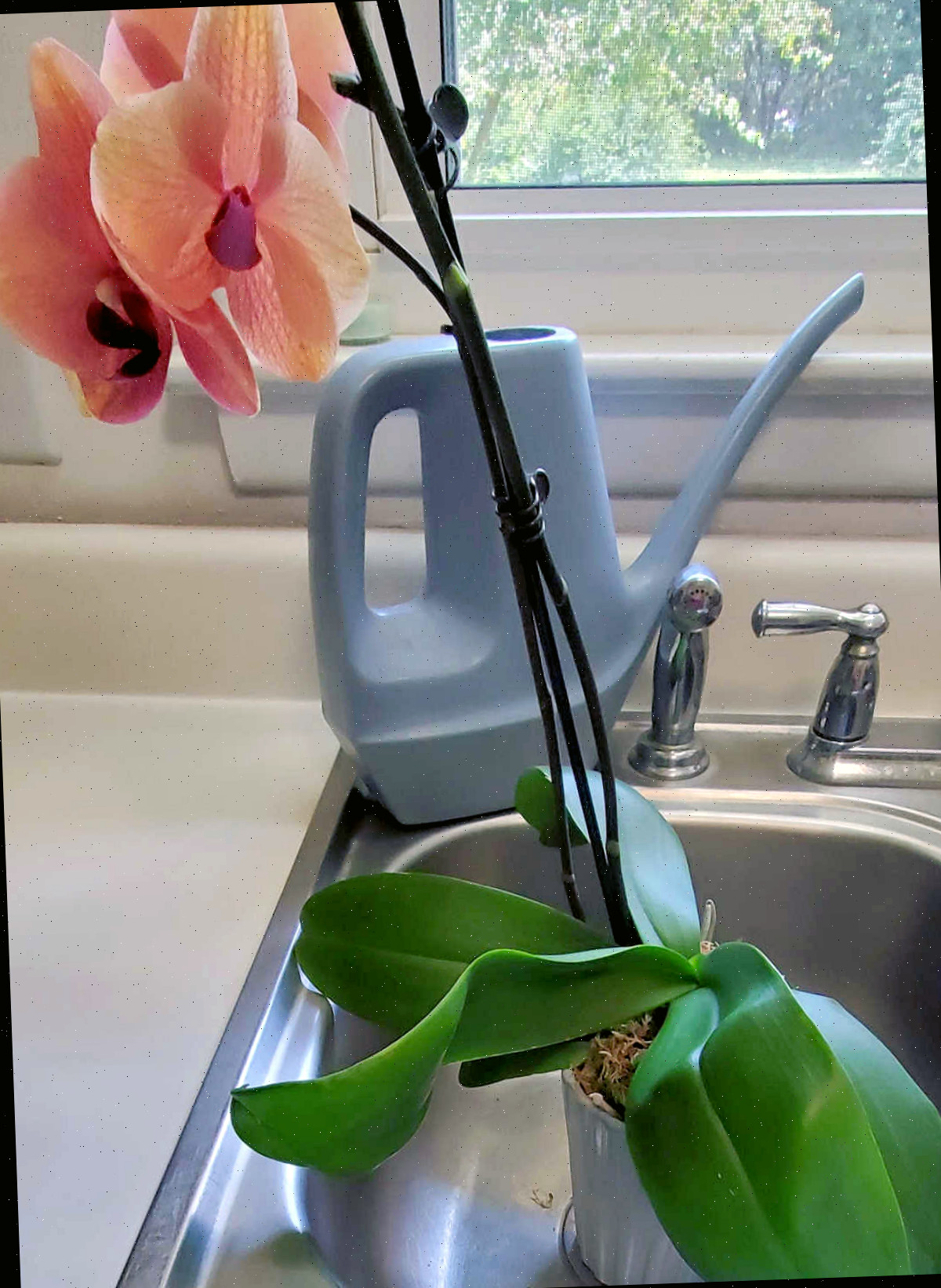 Uma orquídea mariposa repousando em uma pia de cozinha com um regador azul ao lado.
