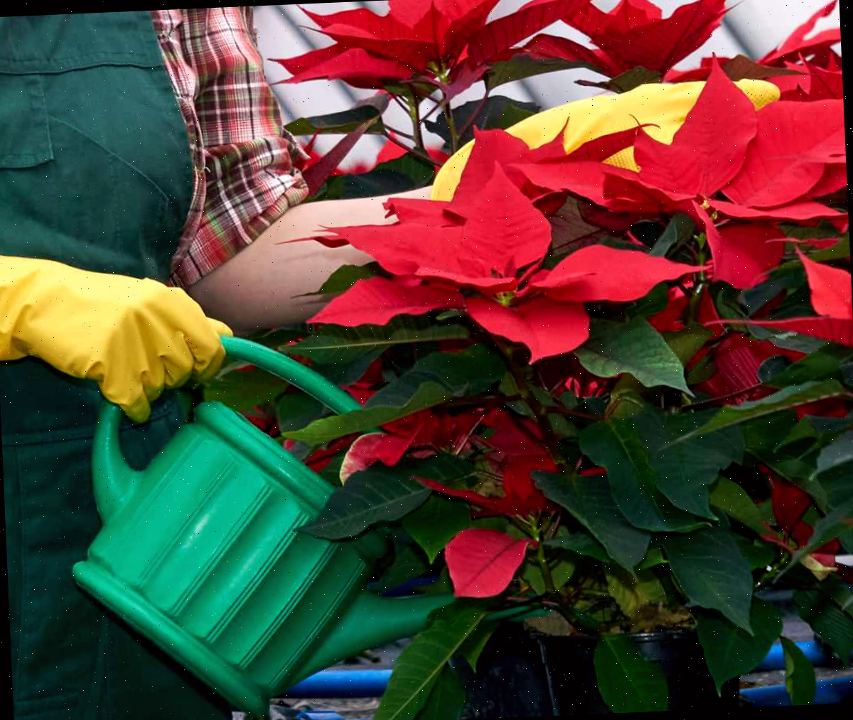 Regando poinsettia Mulher regando uma planta de poinsettia em um vaso preto.