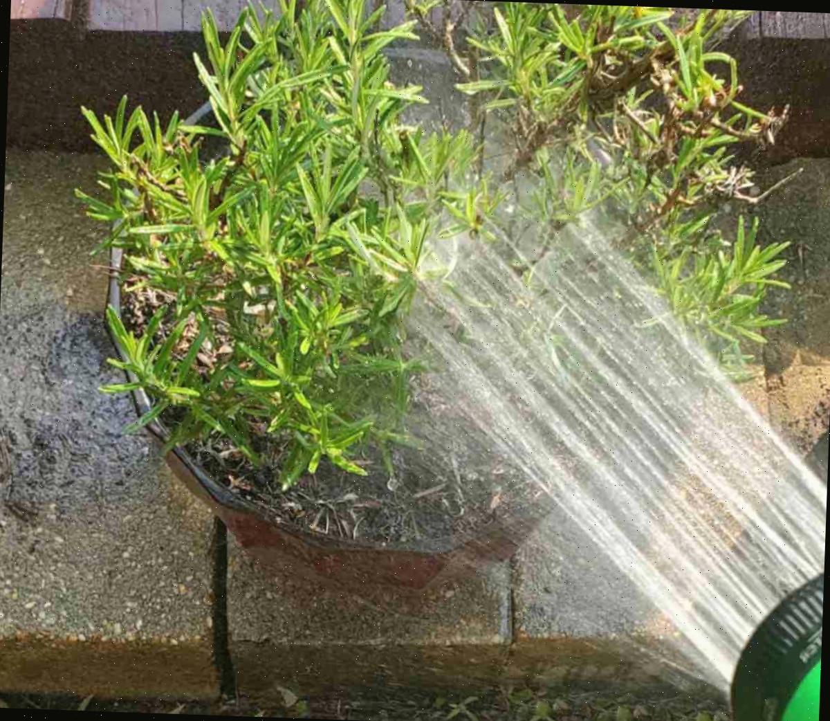 Regando alecrim Regando uma planta de alecrim em um vaso com bico de regador.