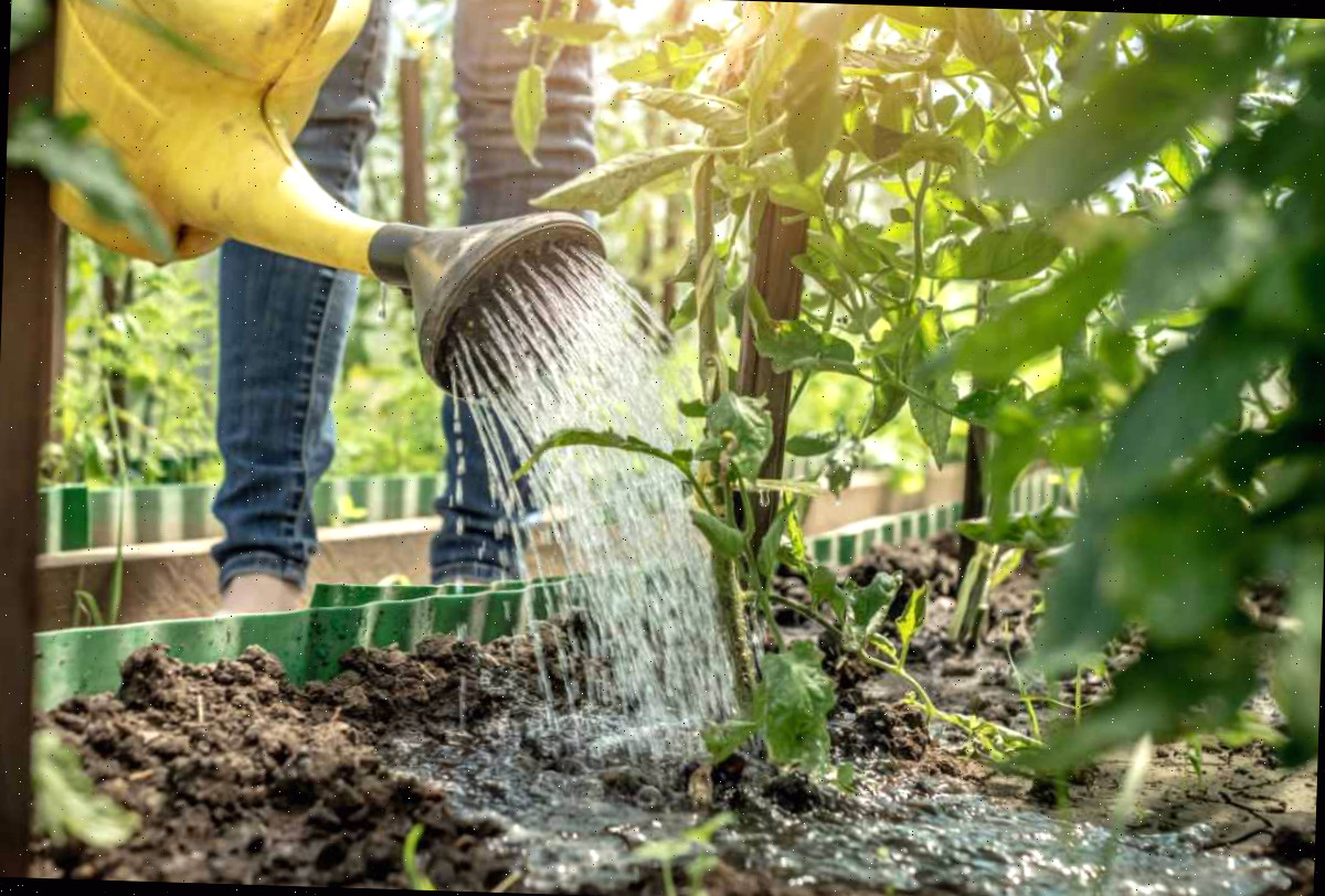 Regue os tomates profundamente, na raiz. Menina regando plantas de tomate com um regador amarelo.