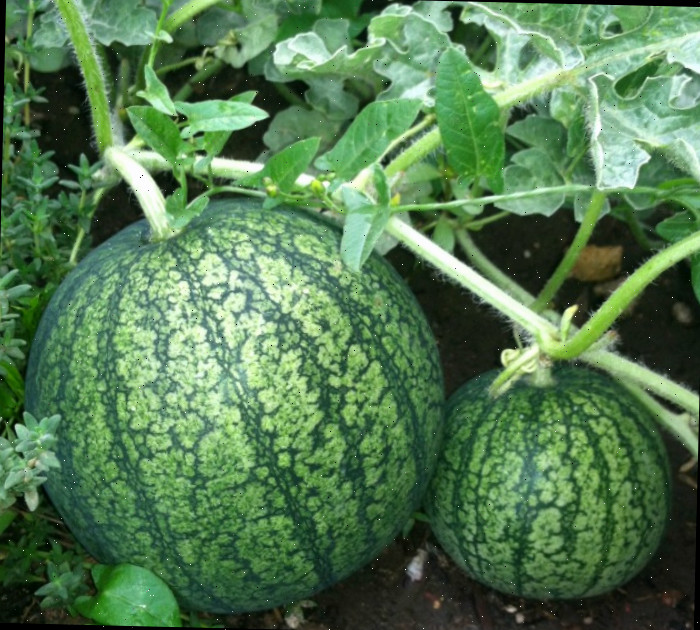 Escolha melancias que estejam próximas do tamanho esperado na embalagem. Uma melancia grande e uma pequena na mesma planta.