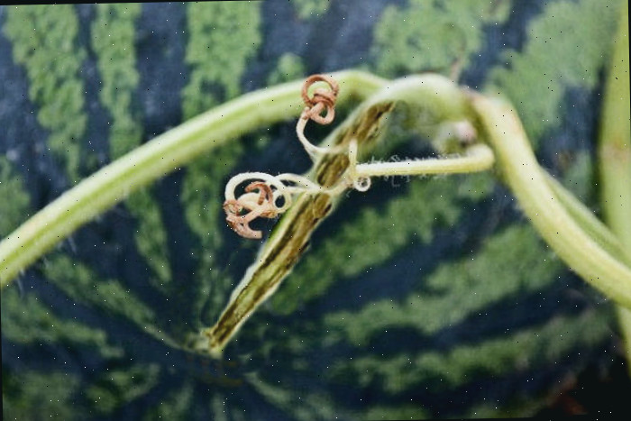 Um caule rompido sinaliza maturidade. Uma melancia madura com o caule rompido.