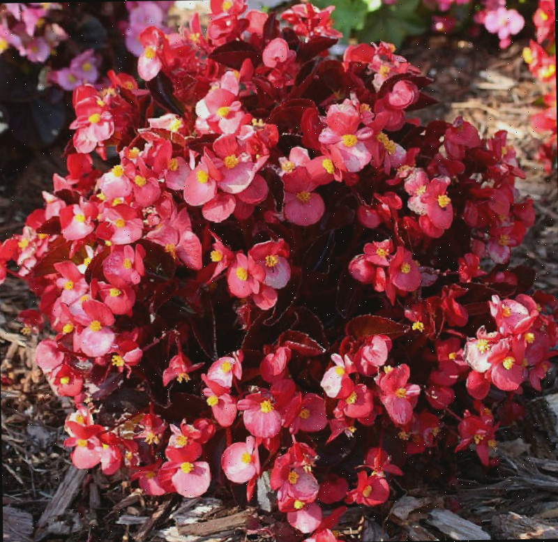 Flores vermelhas de uma begônia-cerosa cercadas por cobertura morta.