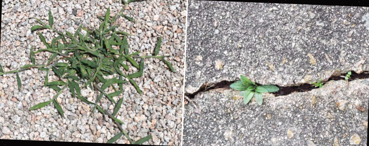 Plantinhas indesejadas crescendo em uma fissura do pavimento e em uma entrada de cascalho.