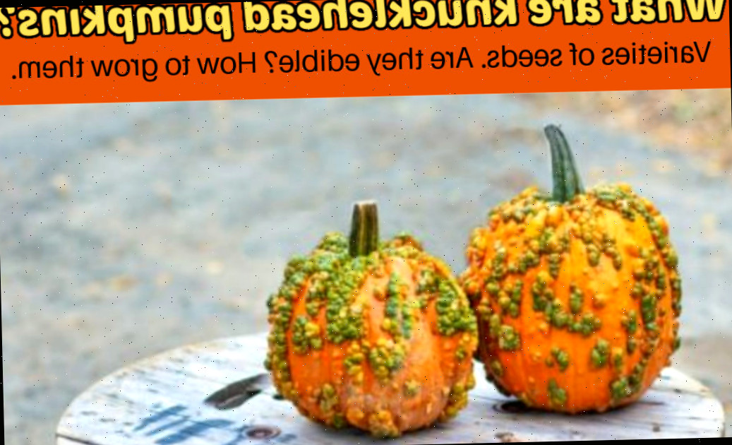 Duas abóboras com verrugas em uma placa de madeira redonda. Blocos de texto laranja dizem O que são abóboras knucklehead, Variedades de sementes. Elas são comestíveis? Como cultivá-las.