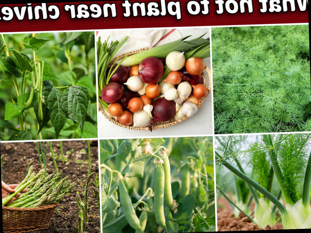 Imagens de erva-doce, endro, feijão, ervilhas, aspargos e alliums. A caixa de texto vermelha diz O que não plantar perto da cebolinha.