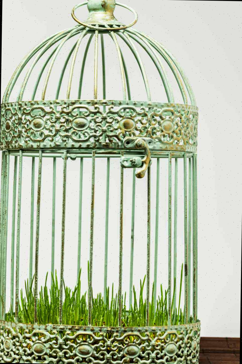 Recipiente de gaiola de pássaro com grama de trigo.