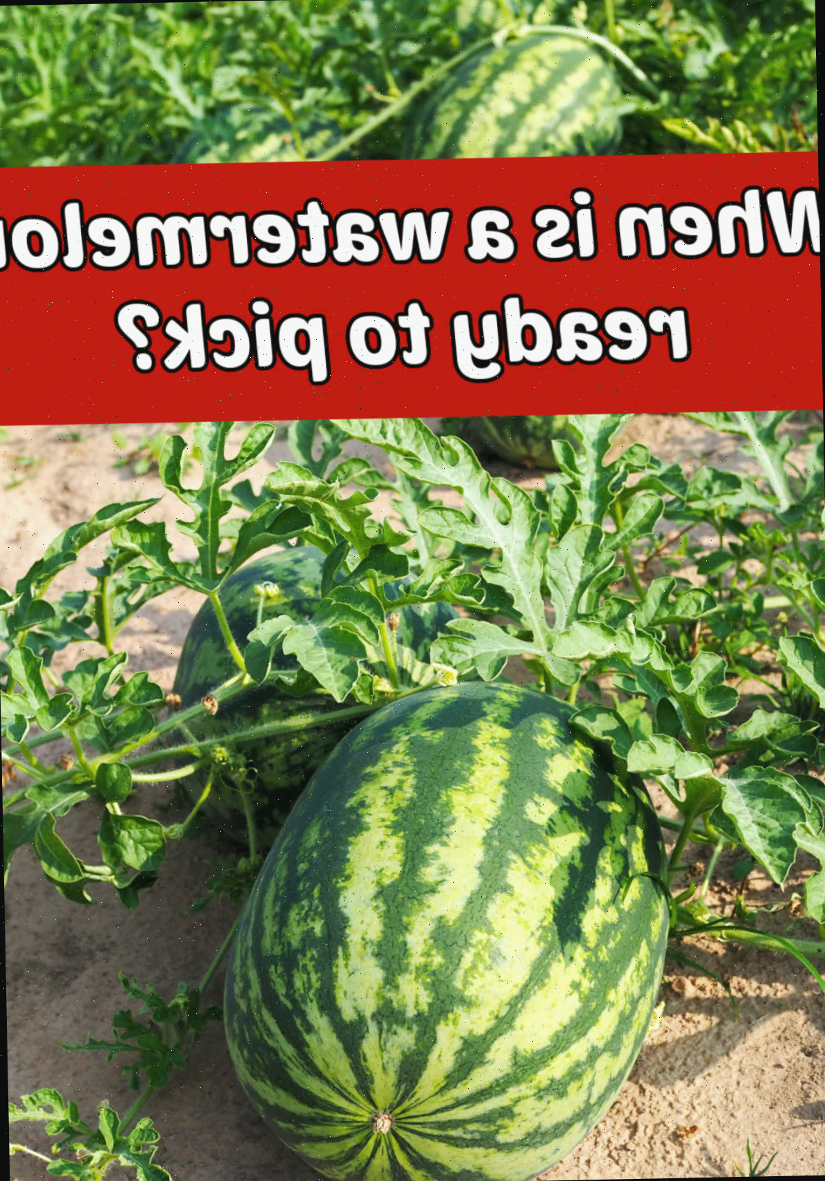 Quando uma melancia está pronta para ser colhida? Melancias crescendo em um jardim. A caixa de texto vermelha diz Quando uma melancia está pronta para ser colhida?