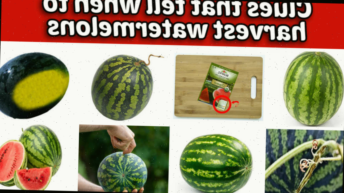 Como identificar o momento de colher melancias Uma colagem de imagens mostrando diversas partes da melancia. A caixa de texto vermelha diz Dicas para determinar quando colher melancias.