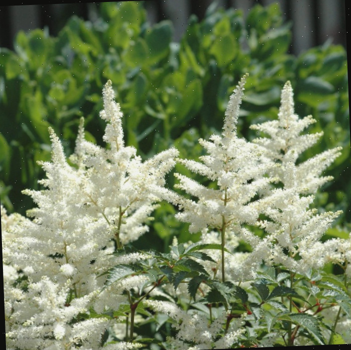 Cultivo de Astilbe