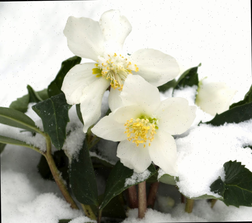 Rosa de Natal branca na neve.