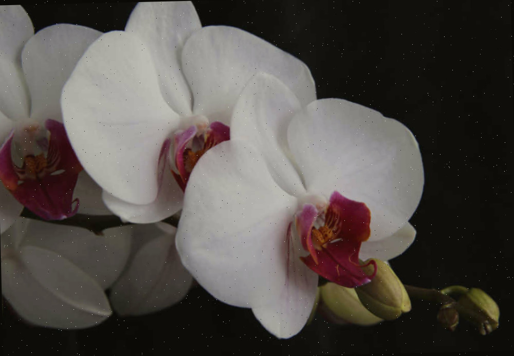 Orquídea-masculina branca em fundo preto.