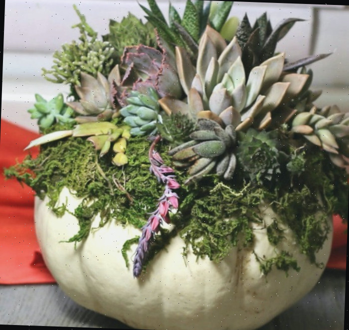 Suculentas e abóboras tornam-se uma ótima escolha de decoração de outono