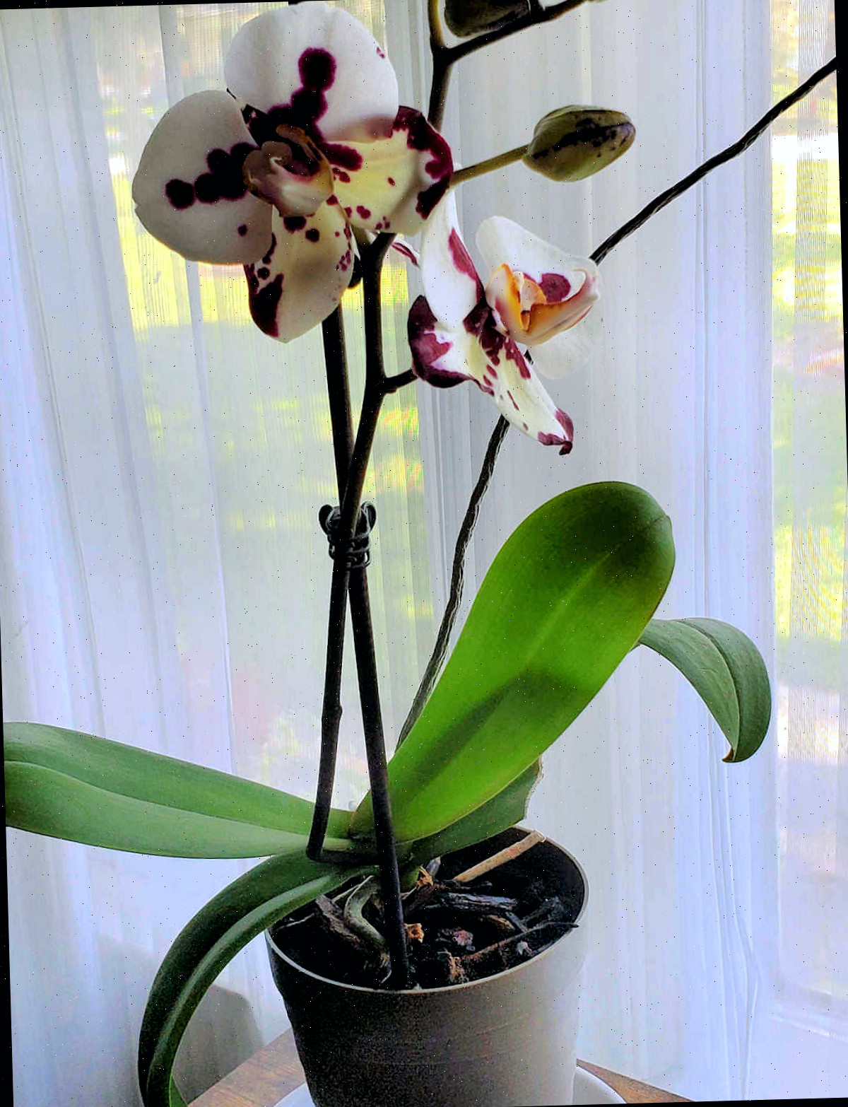 Uma orquídea mariposa branca e roxa em um vaso em frente a uma cortina de janela transparente.