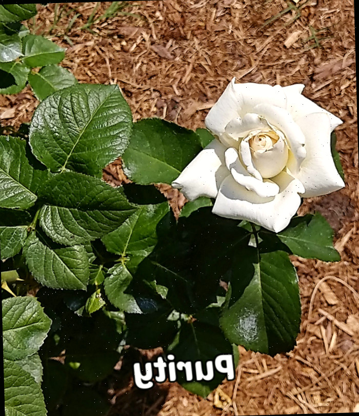 Uma rosa branca, repousando sobre palha à esquerda das folhas, simbolizando pureza e inocência.