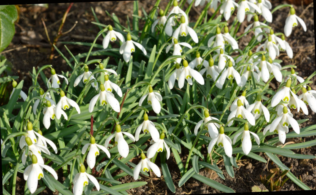 Galantos desabrochando em um jardim no começo da primavera.