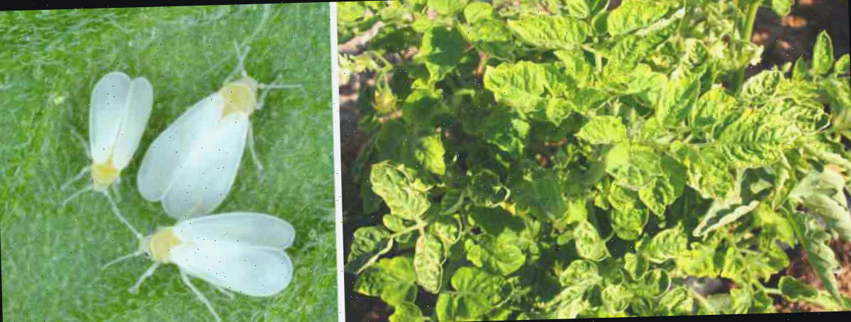 Imagens de moscas-brancas e doença do enrolamento das folhas amarelas de tomate.