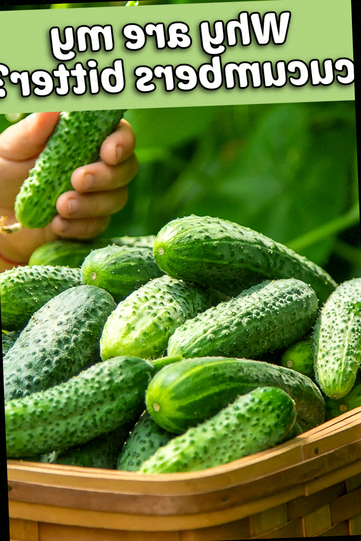 Por que meus pepinos estão amargos? São seguros para comer? Cesta de pepinos com as palavras Por que meus pepinos estão amargos?