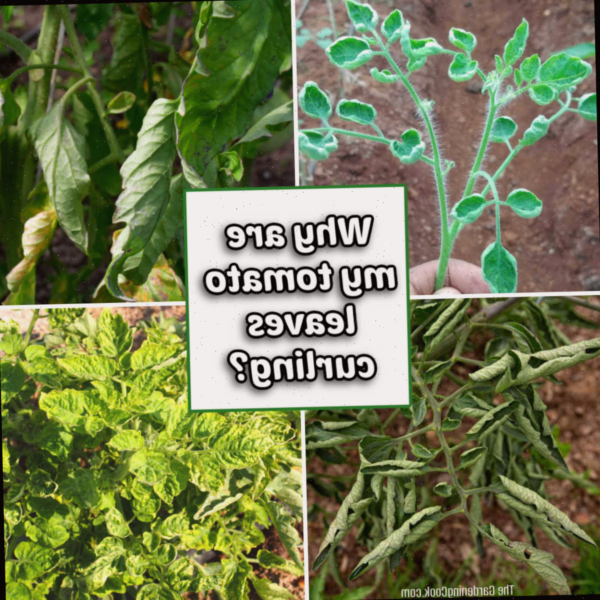 Enrolamento das Folhas de Tomate: Por Que as Folhas de Tomate Enrolam Para Cima ou Para Baixo