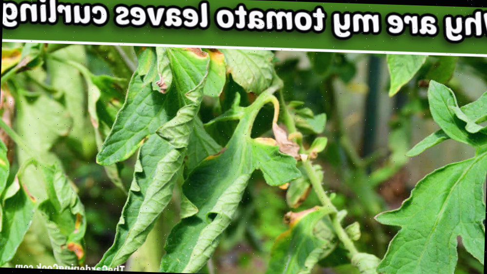 Folhas de tomate enroladas com as palavras Por que minhas folhas de tomate estão enrolando?