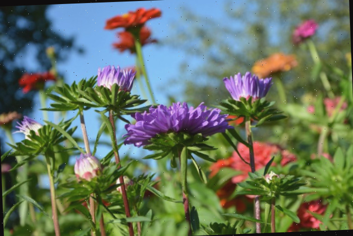 Plante diversos tipos de flores para incentivar as borboletas