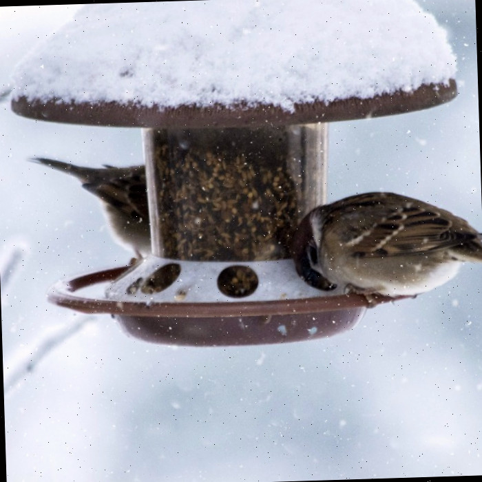 A alimentação de pássaros no inverno