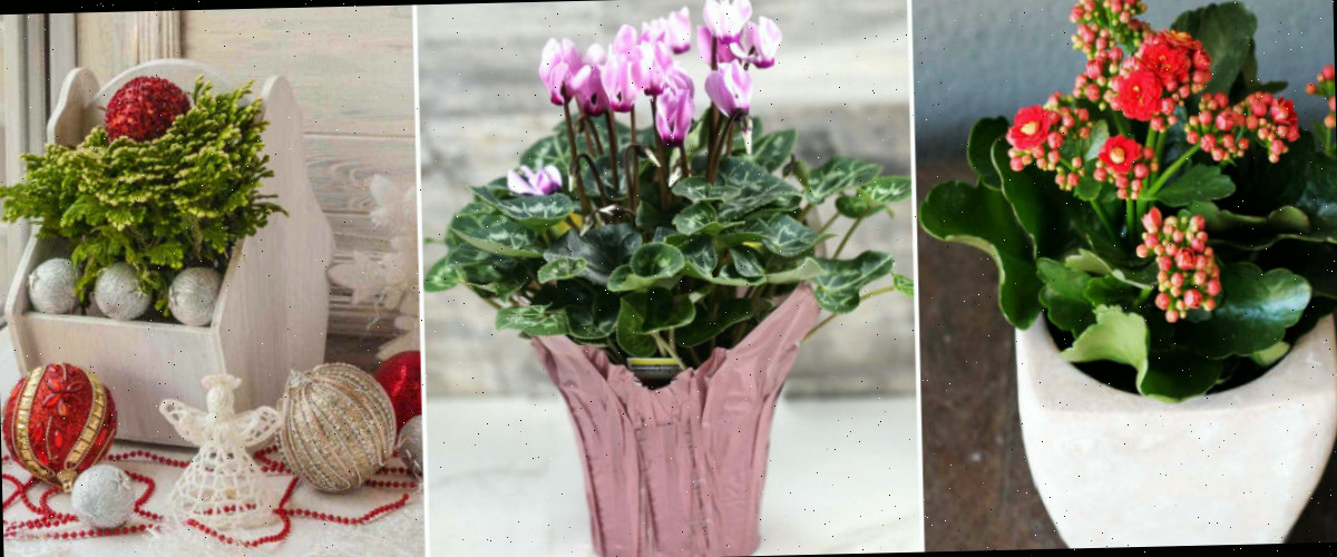 Outras plantas de casa que florescem no inverno Uma colagem com imagens de Flaming Katy, ciclâmen de florista e samambaia gelada.