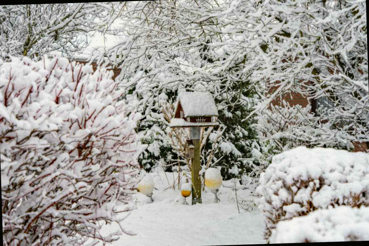 Jardim de quintal nevado Jardim de quintal com casinha de pássaros e árvores e arbustos cobertos de neve.