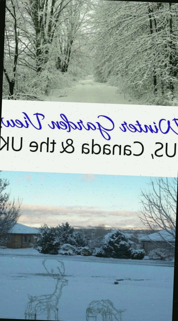 Essas perspectivas do jardim de inverno, dos EUA, Canadá e Reino Unido, evidenciam algumas diferenças marcantes e muitas semelhanças ao olhar pela janela no inverno. Essas imagens são enviadas por leitores do meu blog. Que tal compartilhar sua foto também?