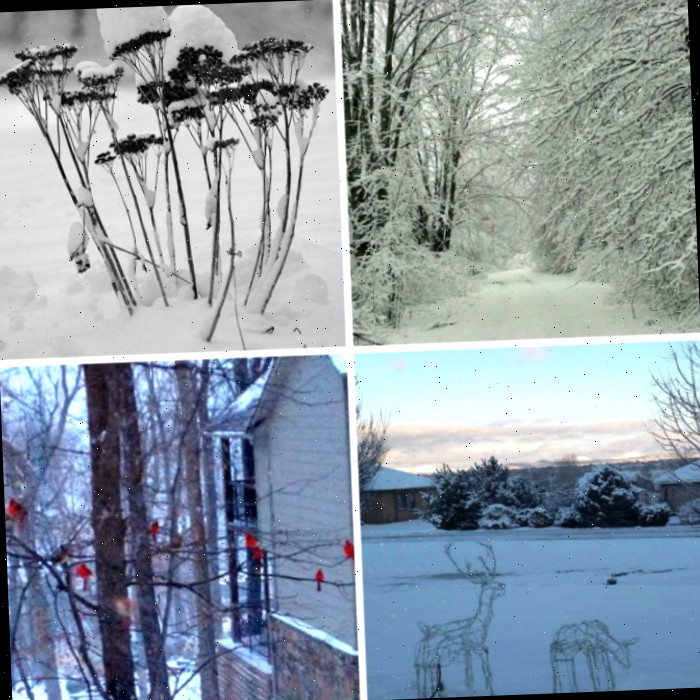 Visões do Jardim de Inverno em Janeiro
