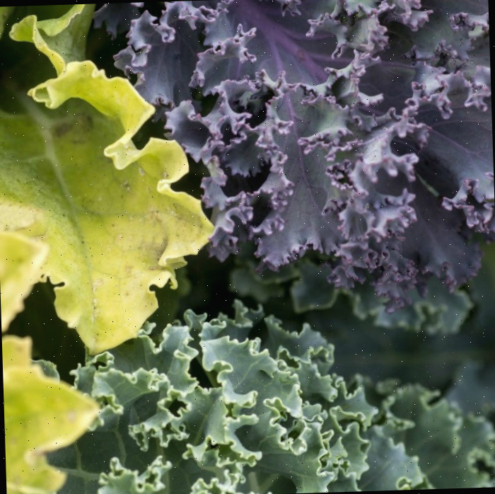 Vegetal resistente ao frio