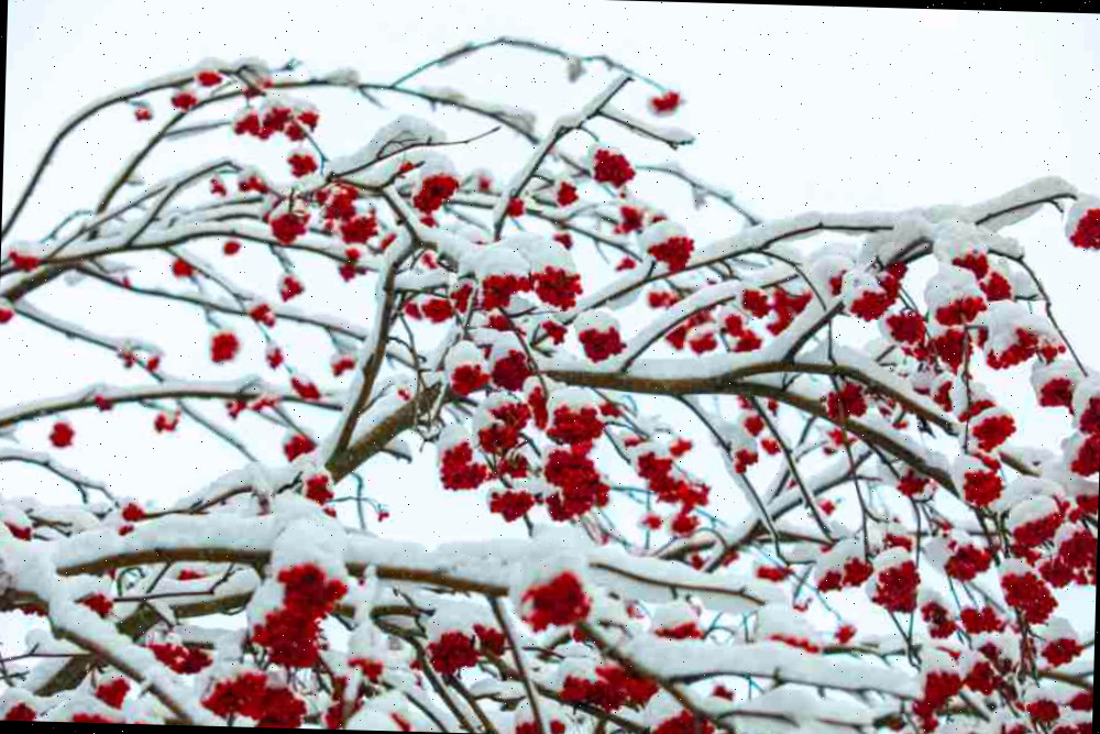 Winterberry holly coberta de neve — a planta ideal para o Natal!