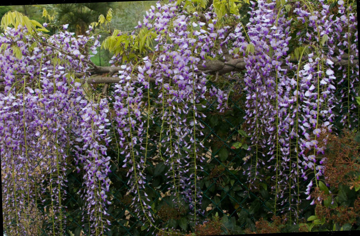 Trepadeira roxa de glicínia cobrindo uma cerca do jardim.