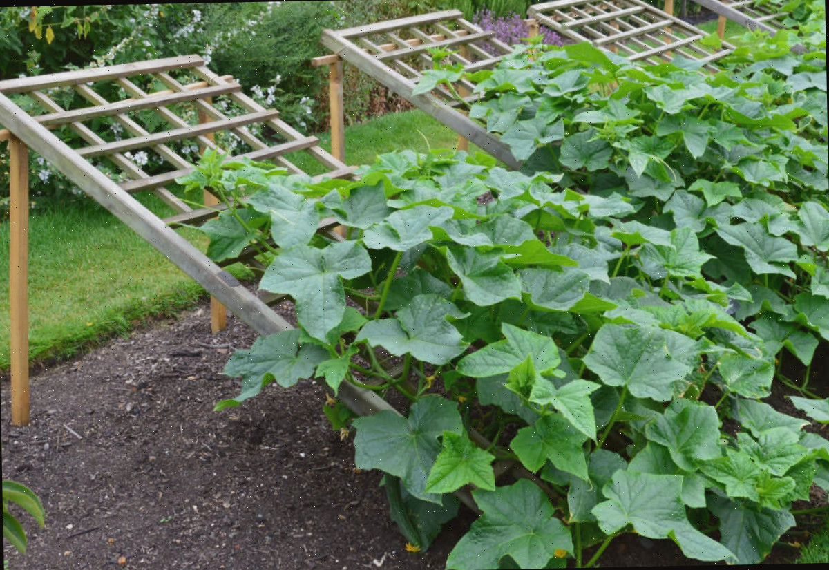 Treliças de pepino feitas de madeira sustentando plantas de pepino verticalmente.