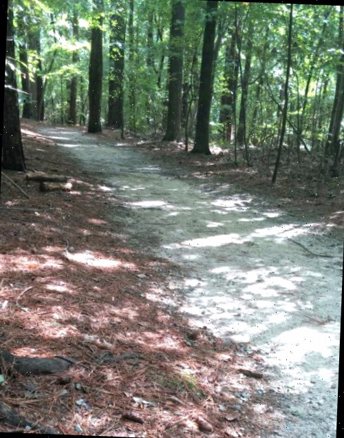 trilha para caminhada no Lake Benson