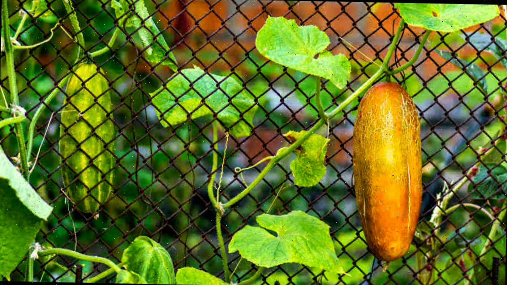Pepinos amarelos e verdes em uma treliça.
