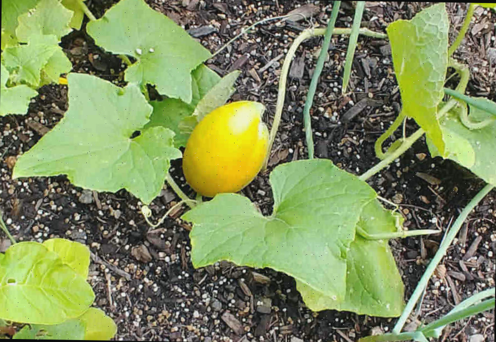 Pequeno pepino amarelo na videira.
