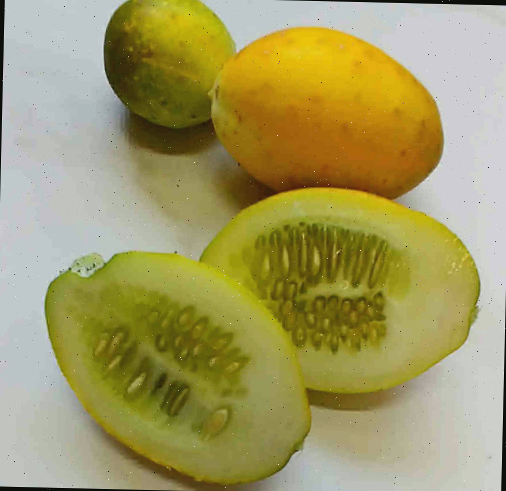Pepinos tornando-se amarelos com muitas sementes em seu interior.