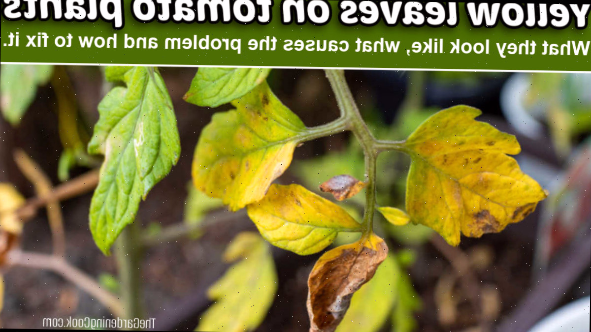 Folhas douradas em plantas de tomate - como aparecem, o que causa o problema e como solucioná-lo.